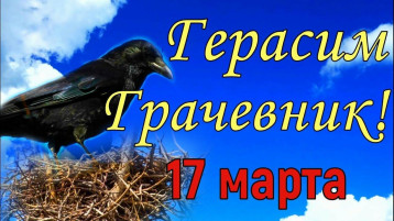 ГРАЧИ ПРИЛЕТЕЛИ ГРАЧИ ПРИЛЕТЕЛИ.